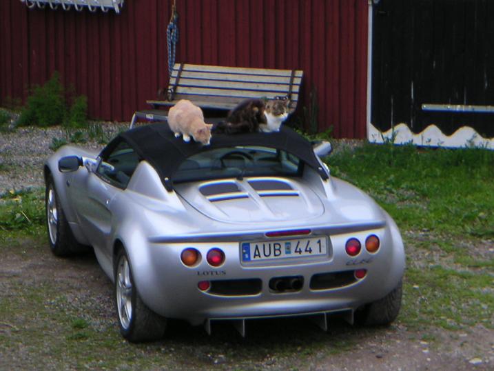 kattlotus.JPG